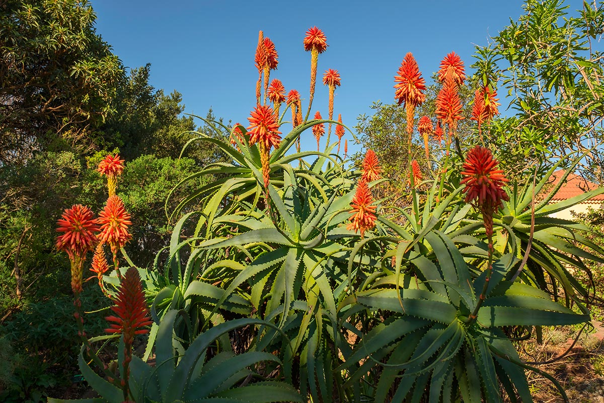 Terra di diatomee del fiore — jardineriadelvalles